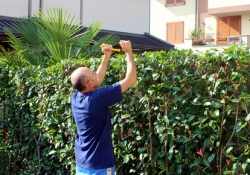 Entretien d'une haie ou d'un mur en limite de propriété